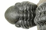 Two Detailed Reedops Trilobite - Atchana, Morocco #251664-6